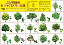 Демонстрационный плакат "Деревья и кустарники"