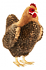 Антропоморфное животное "Курица полевая" 35 см 