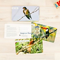 Обучающие карточки "Удивительные птицы"