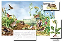 Магнитный плакат Луг: биоразнообразие и взаимосвязи в сообществе"