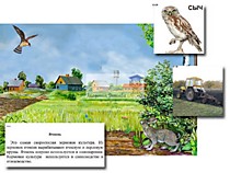 Магнитный плакат Поле: биоразнообразие и взаимосвязи в сообществе"