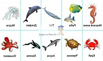 Долговечные карточки"Животные моря"