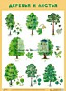 Плакат "Деревья и листья"