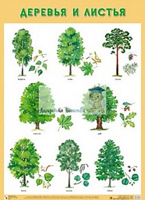 Плакат "Деревья и листья"