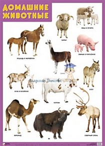 Плакат "Домашние животные"