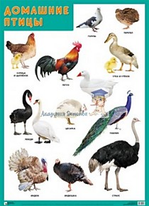 Плакат "Домашние птицы"