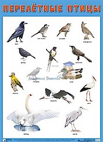 Плакат "Перелетные птицы"