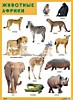 Плакат "Животные Африки"